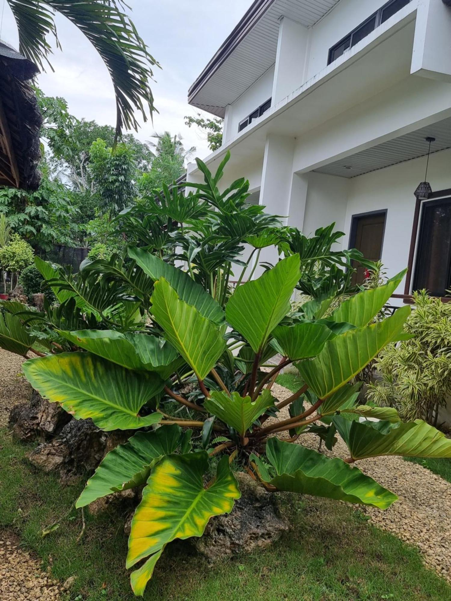 Mannah Garden Staycation Place Panglao Kültér fotó