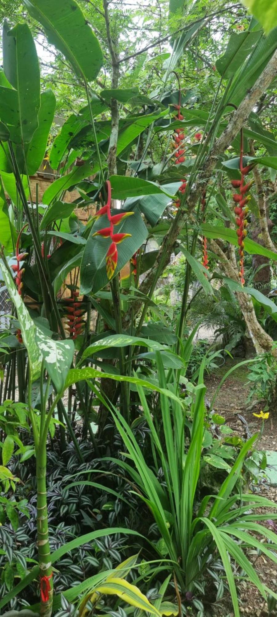 Mannah Garden Staycation Place Panglao Kültér fotó